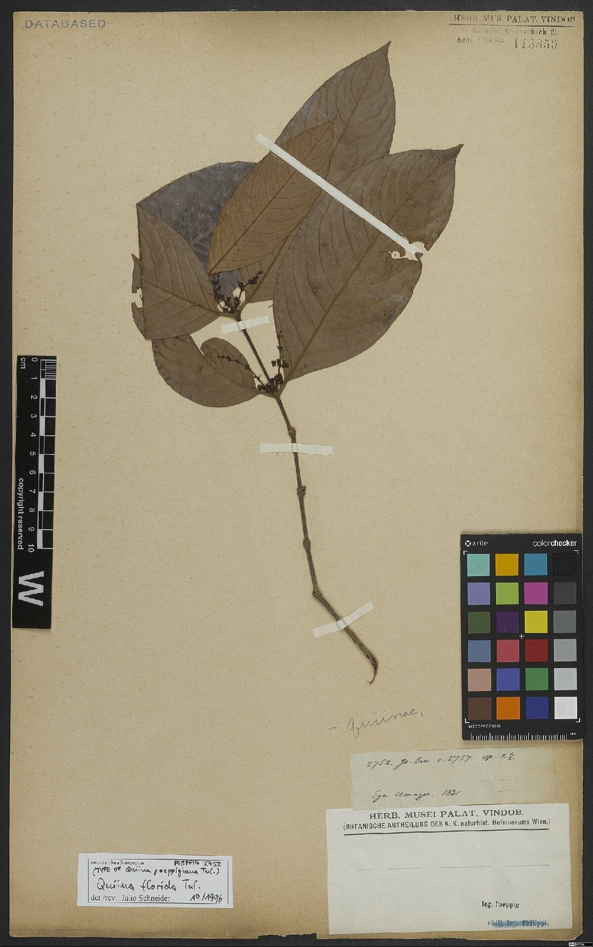 Quiina florida flower