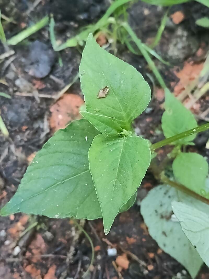 Persicaria nepalensis — search result for 'Persicaria'