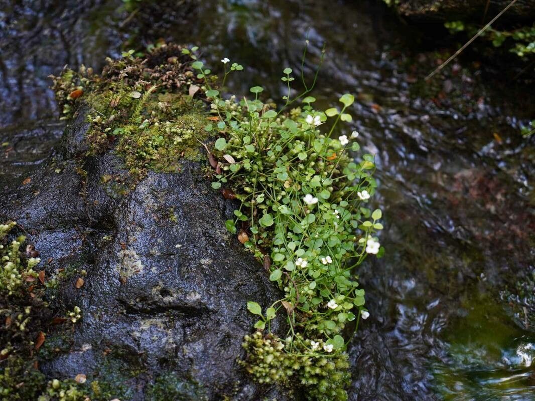 Cardamine corymbosa — search result for 'Cardamine'