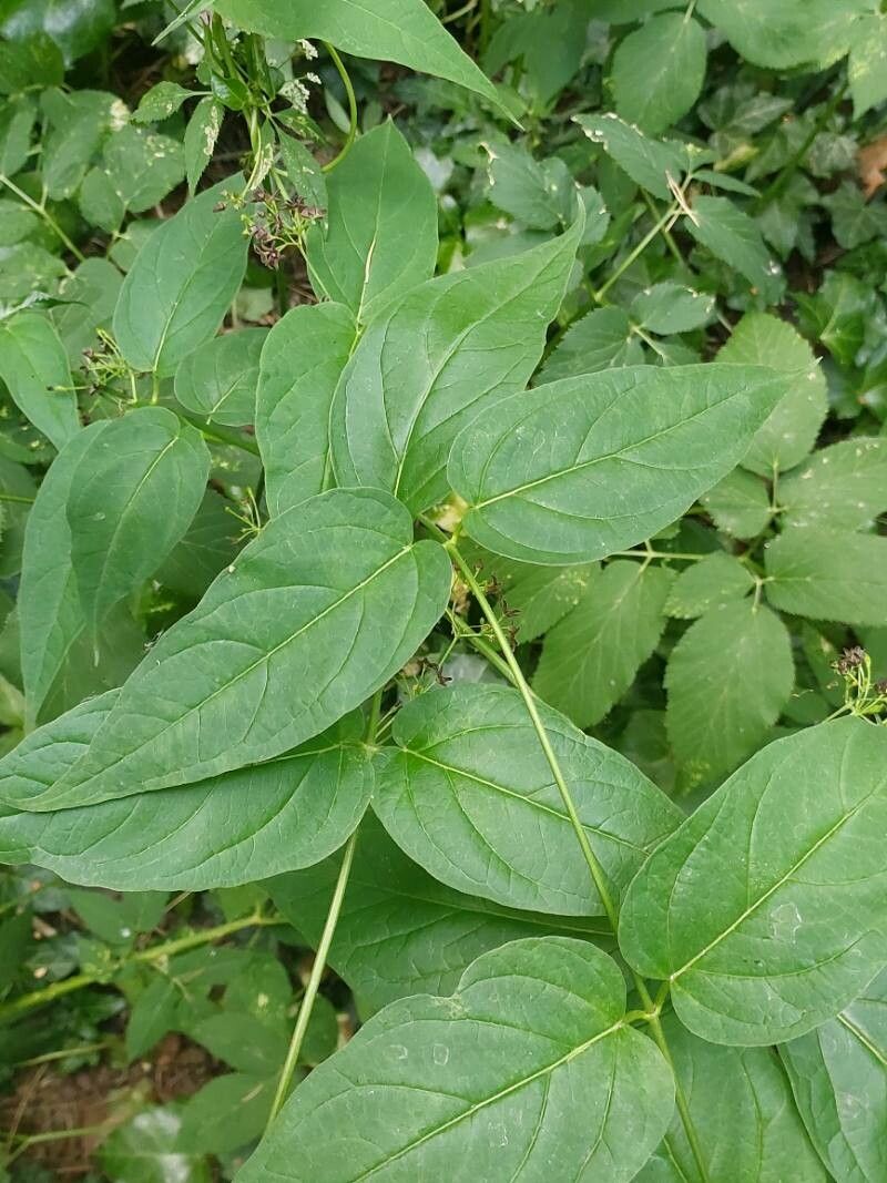 Vincetoxicum rossicum — search result for 'Cynanchum'