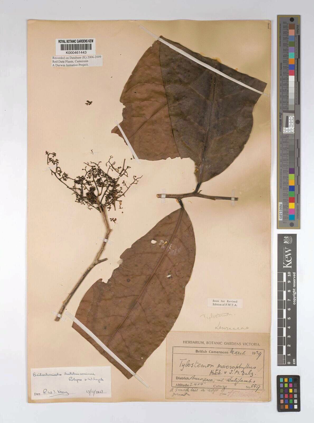 Beilschmiedia hutchinsoniana — houseplant care guide