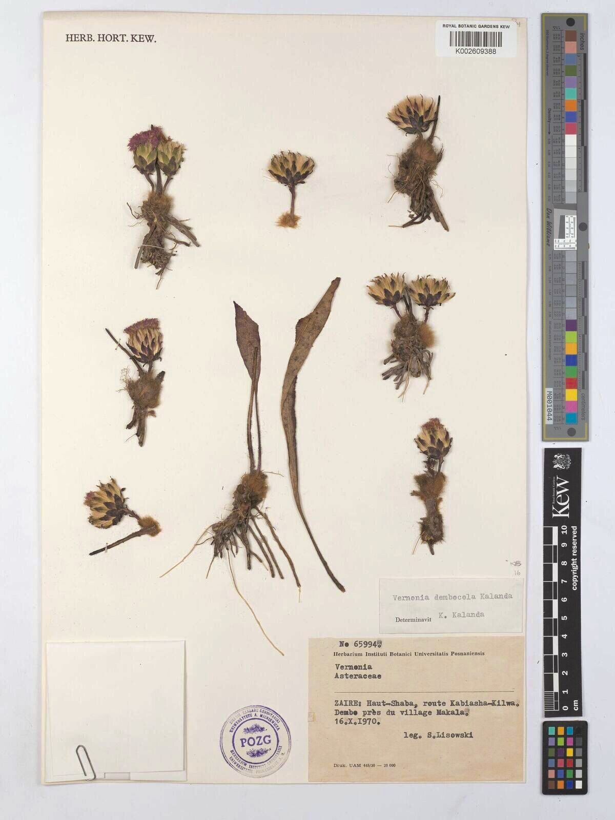 Vernonia dembocola — houseplant care guide