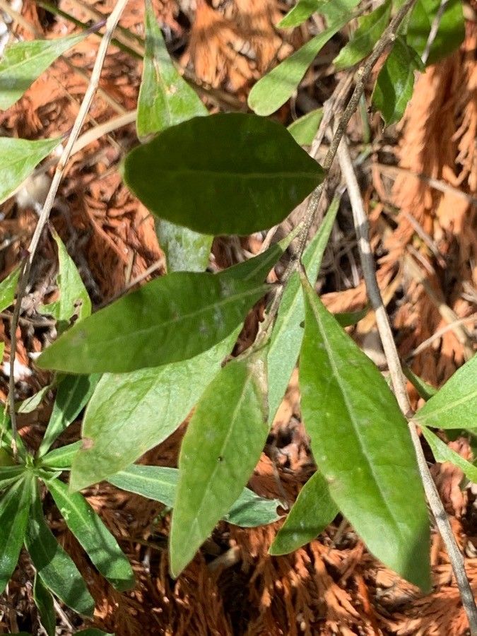 Chrysopsis mariana leaf