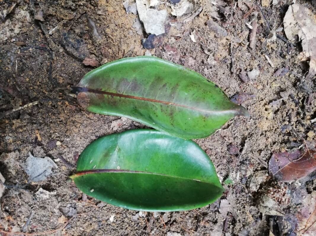 Poga oleosa leaf