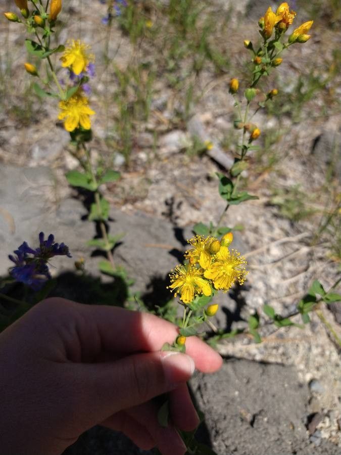 Hypericum scouleri flower