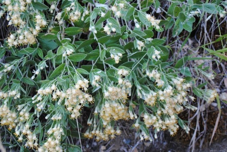 Luina hypoleuca habit