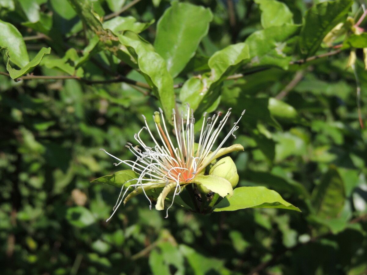 Capparis erythrocarpos flower