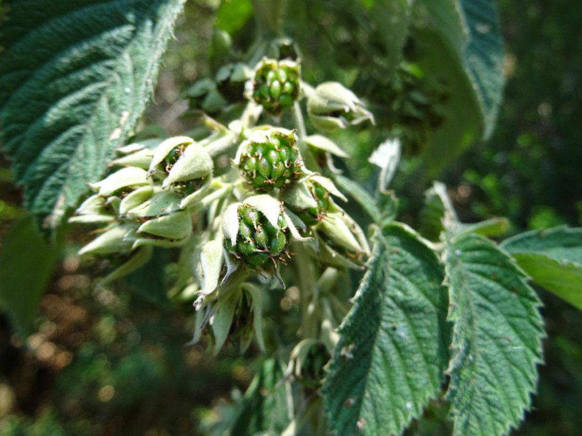 Rubus apetalus fruit