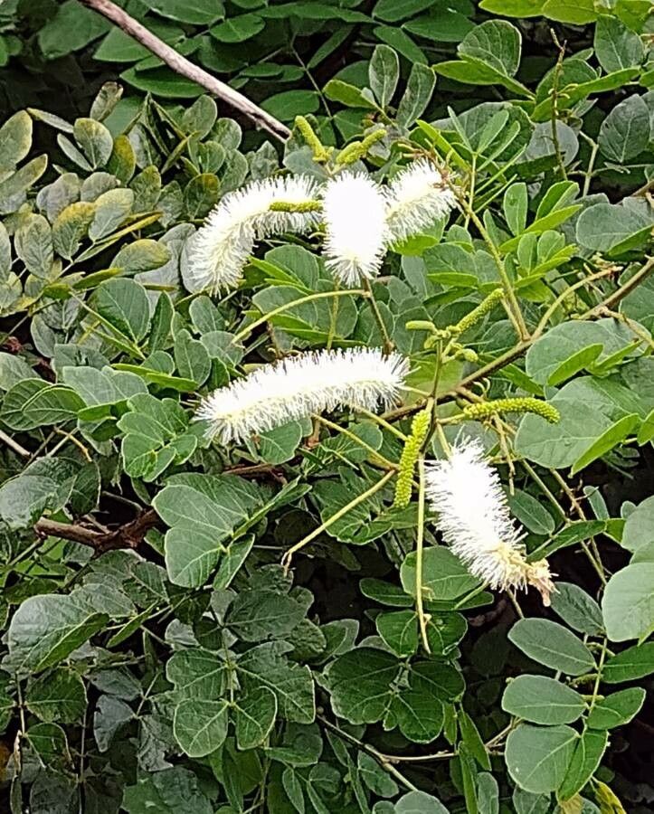 Mimosa caesalpiniifolia flower