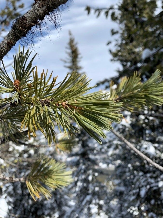 Pinus albicaulis leaf