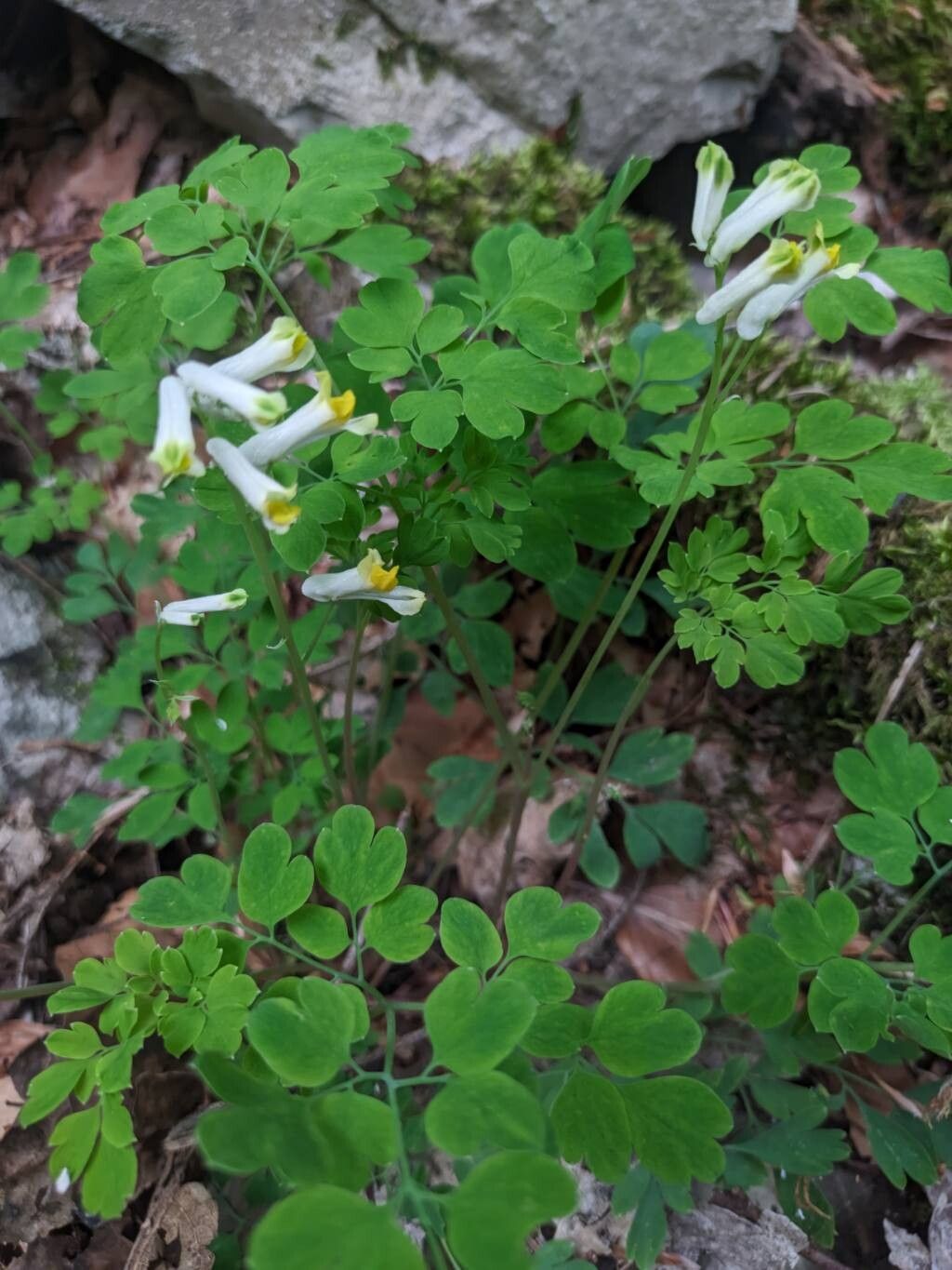 Pseudo-fumaria alba — search result for 'Fumaria'