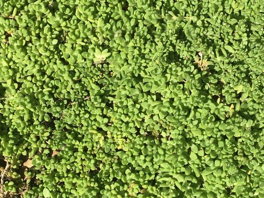 Delosperma nubigenum — search result for 'Aizoaceae'