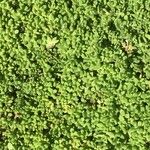 Delosperma nubigenum