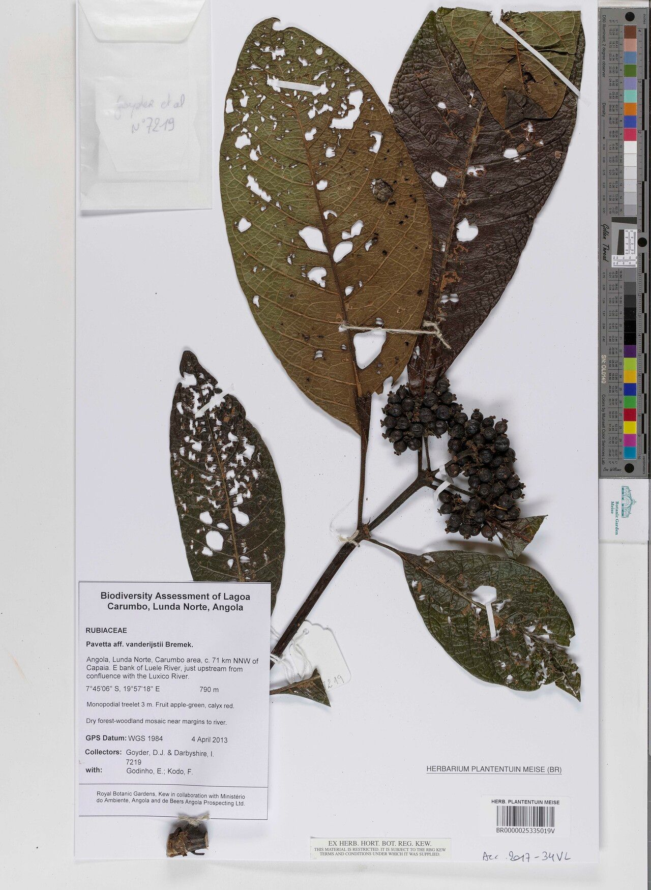 Pavetta vanderijstii — houseplant care guide