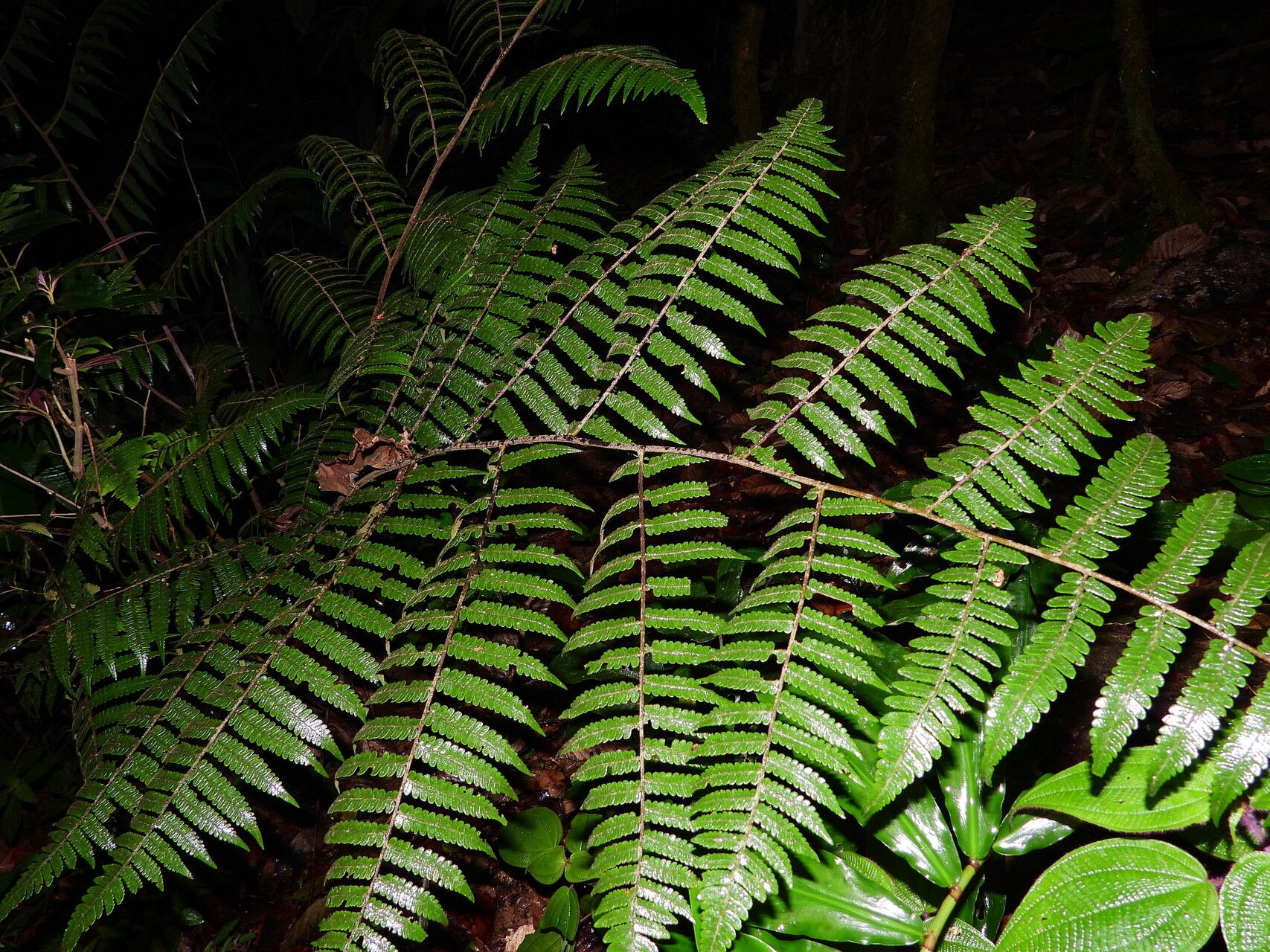 Cyathea surinamensis habit