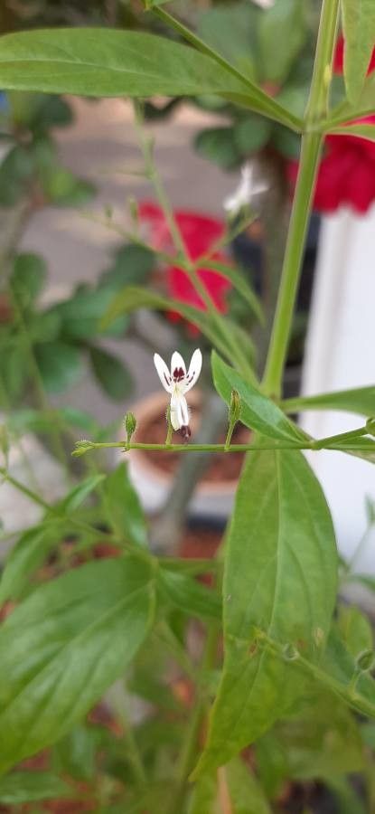 Andrographis paniculata flower