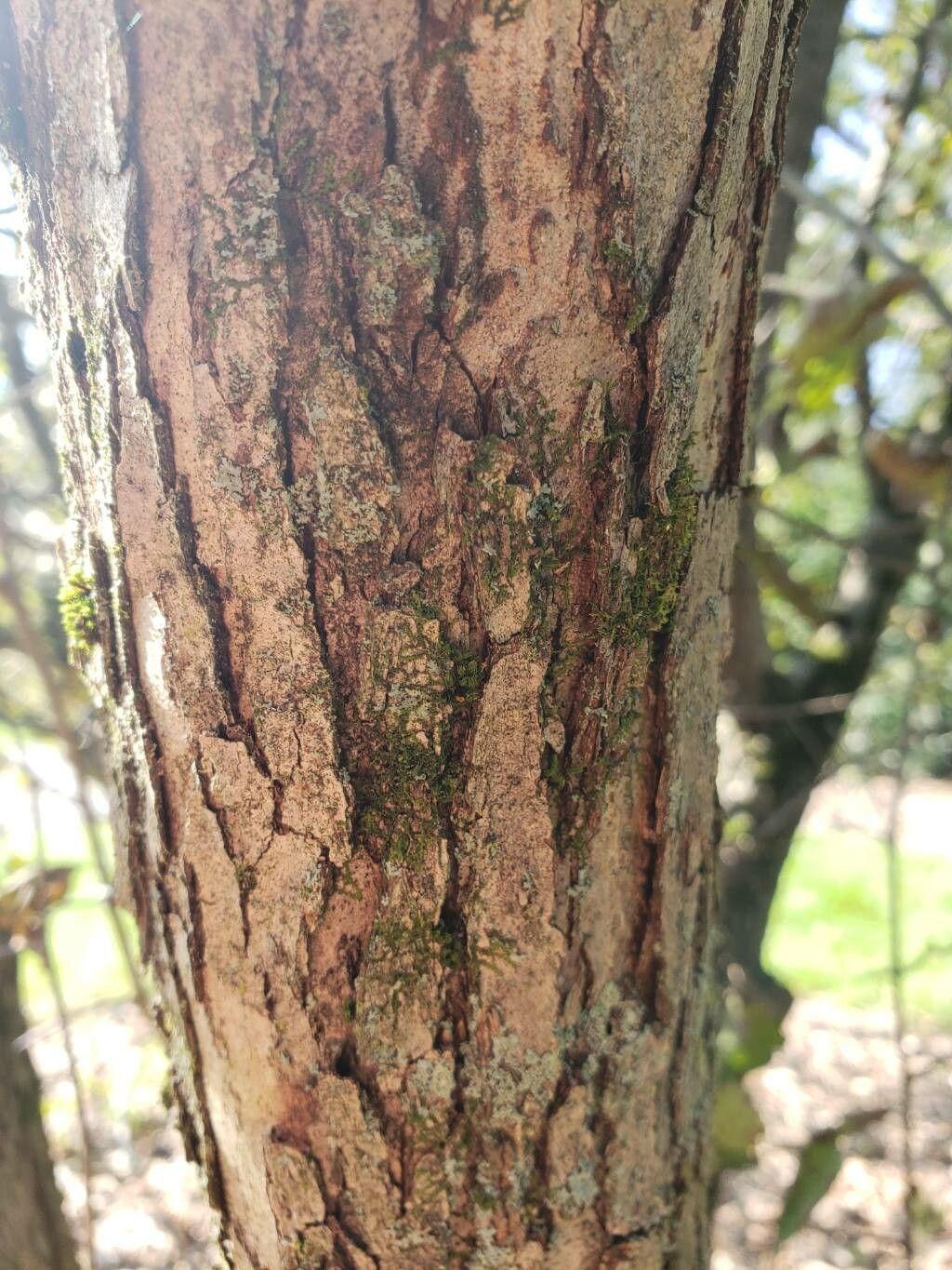 Crataegus irrasa bark