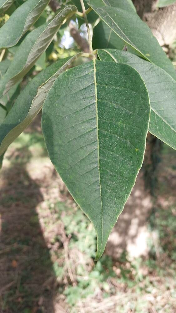 Phellodendron chinense — related species from the same genus