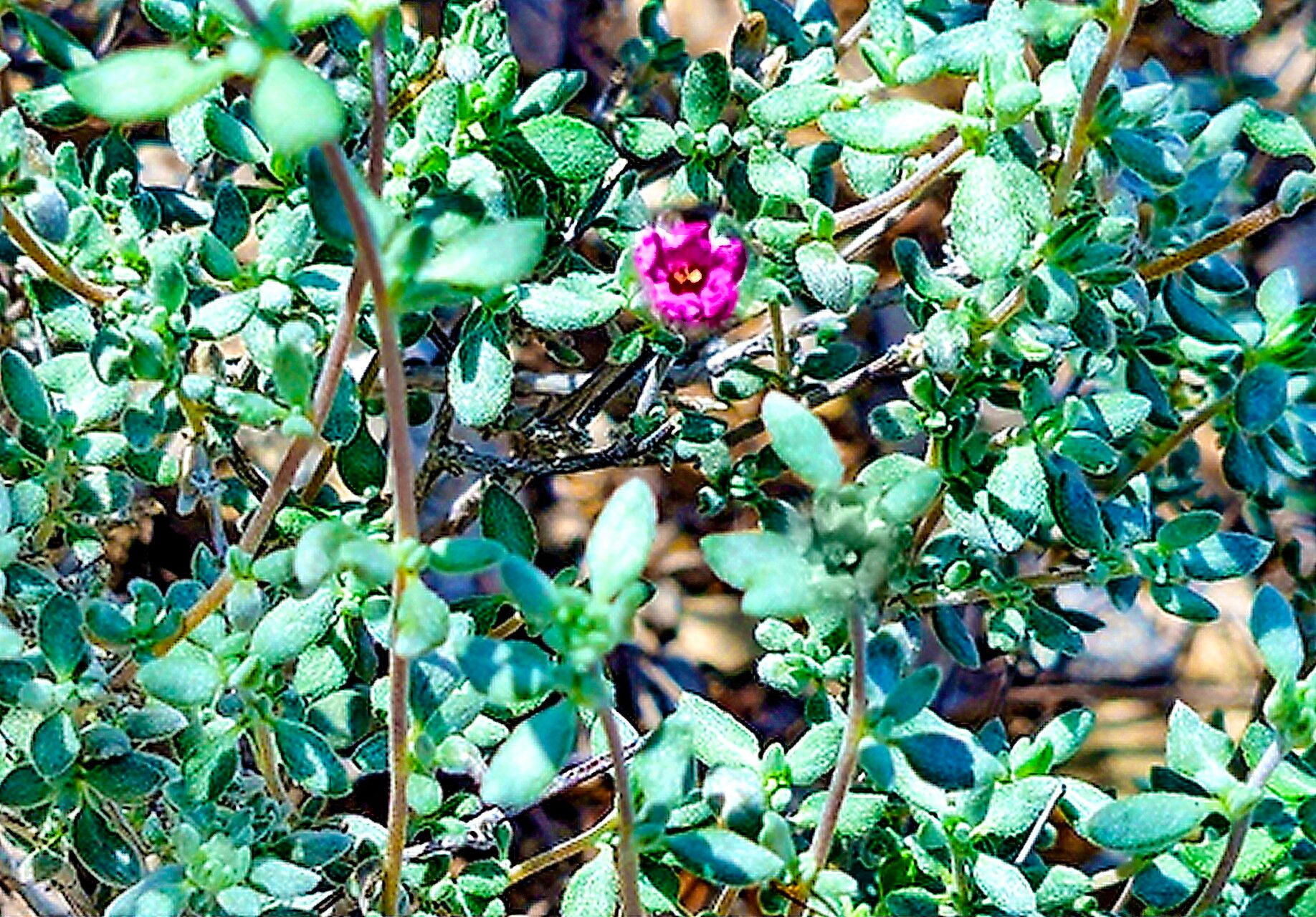 Tiquilia greggii — houseplant care guide