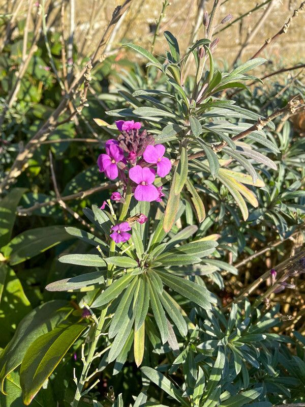 Erysimum linifolium flower