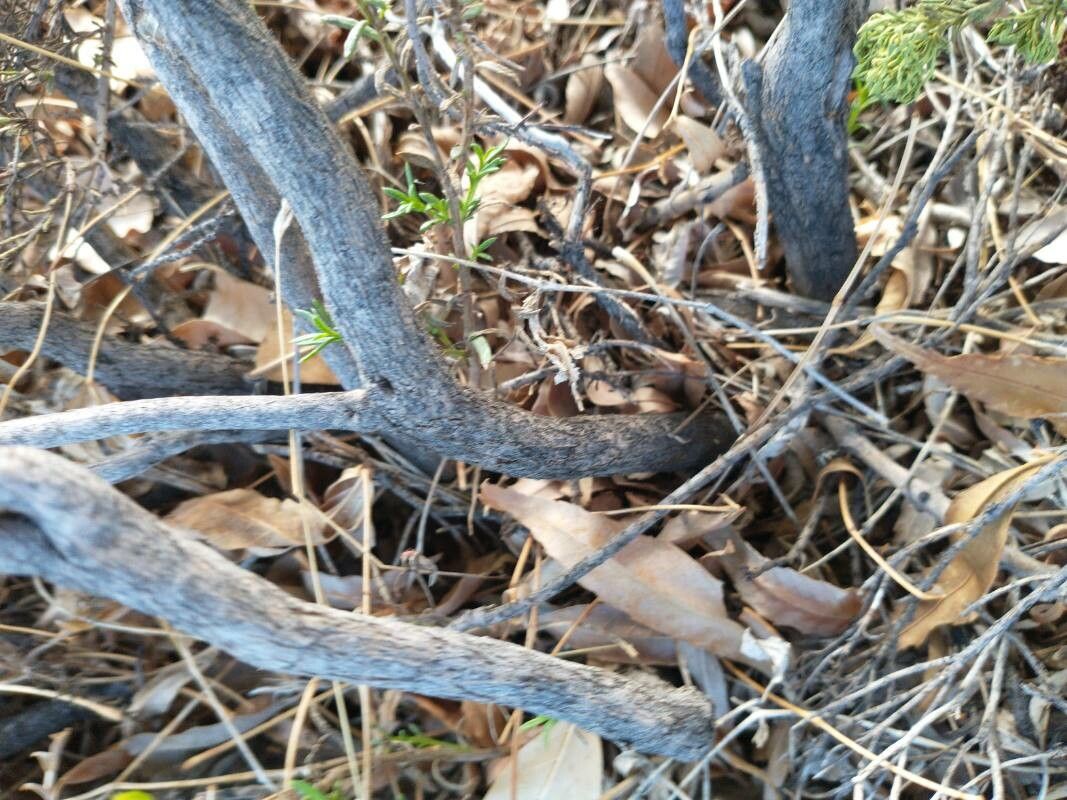 Chrysactinia mexicana bark