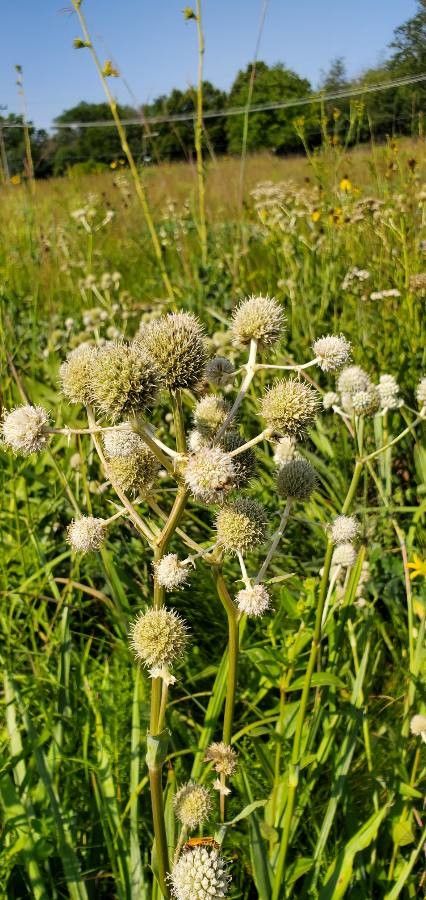 Eryngium aquaticum flower