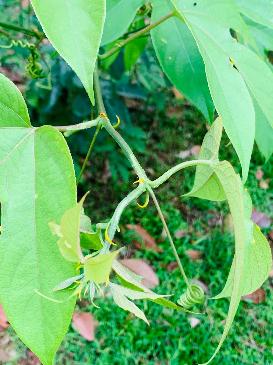 Passiflora platyloba bark