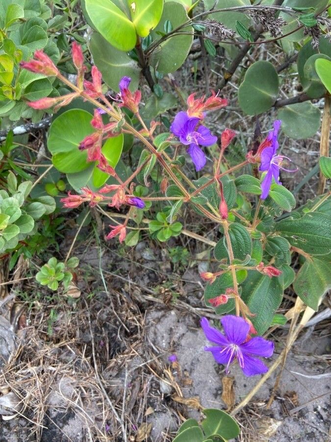 Tibouchina heteromalla flower