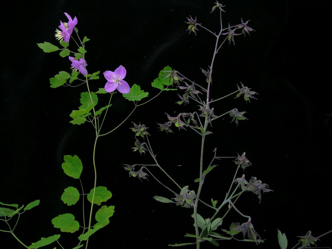 Thalictrum rostellatum habit