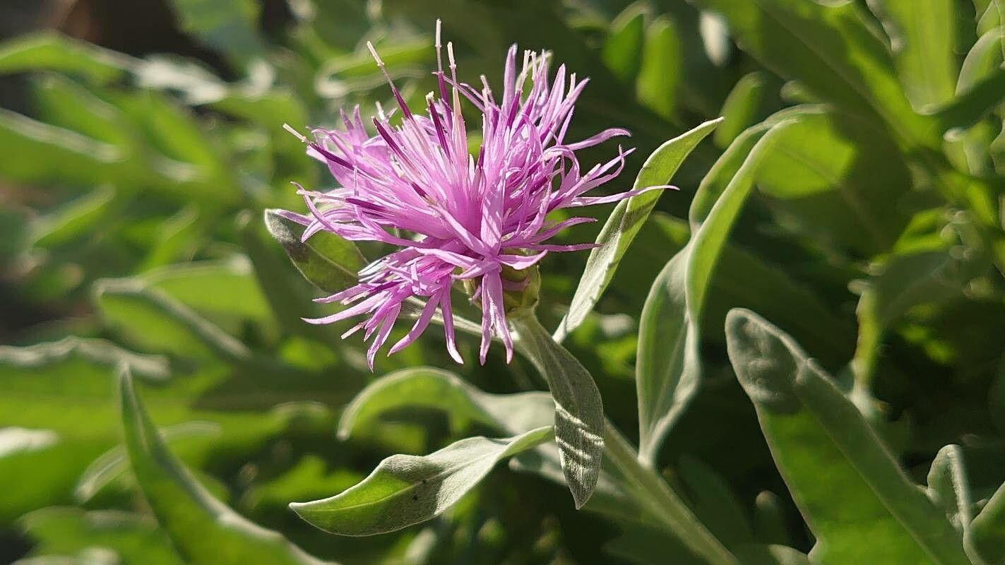 Centaurea aeolica flower