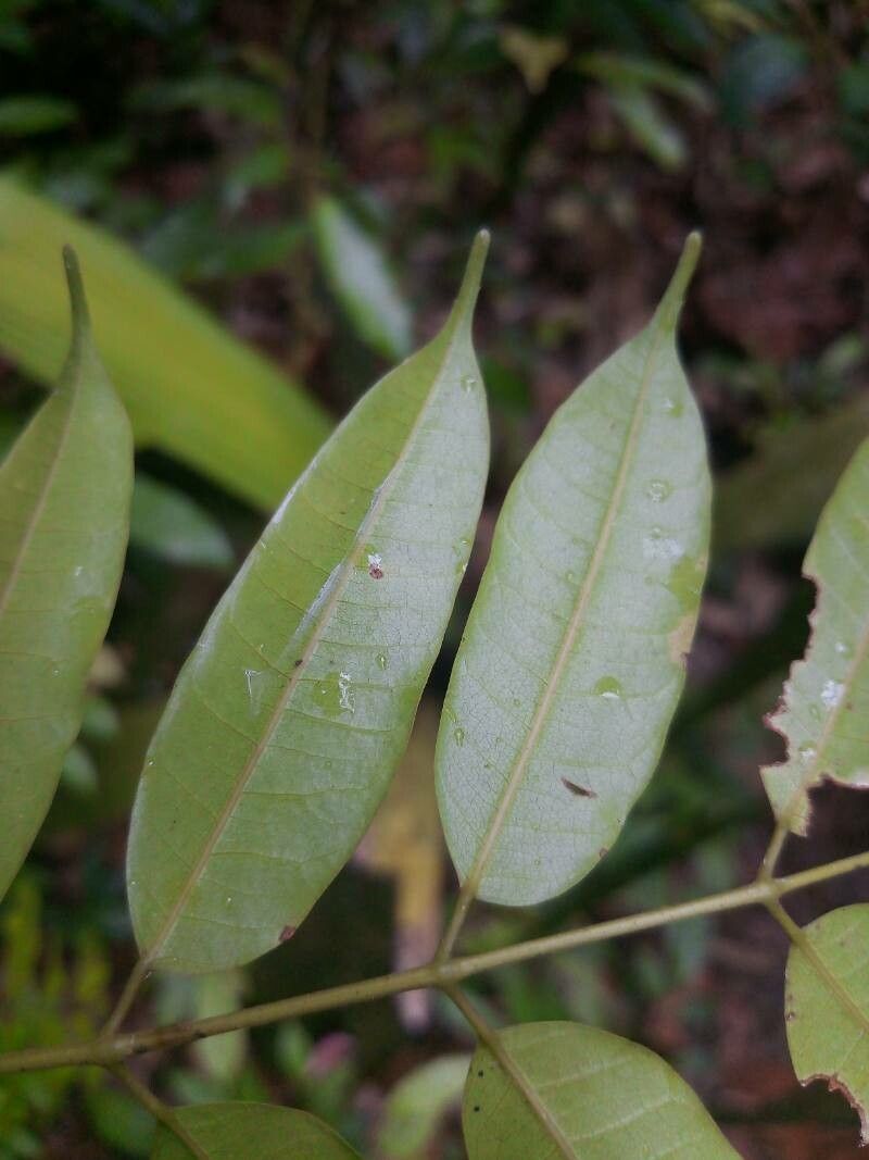 Protium altsonii leaf