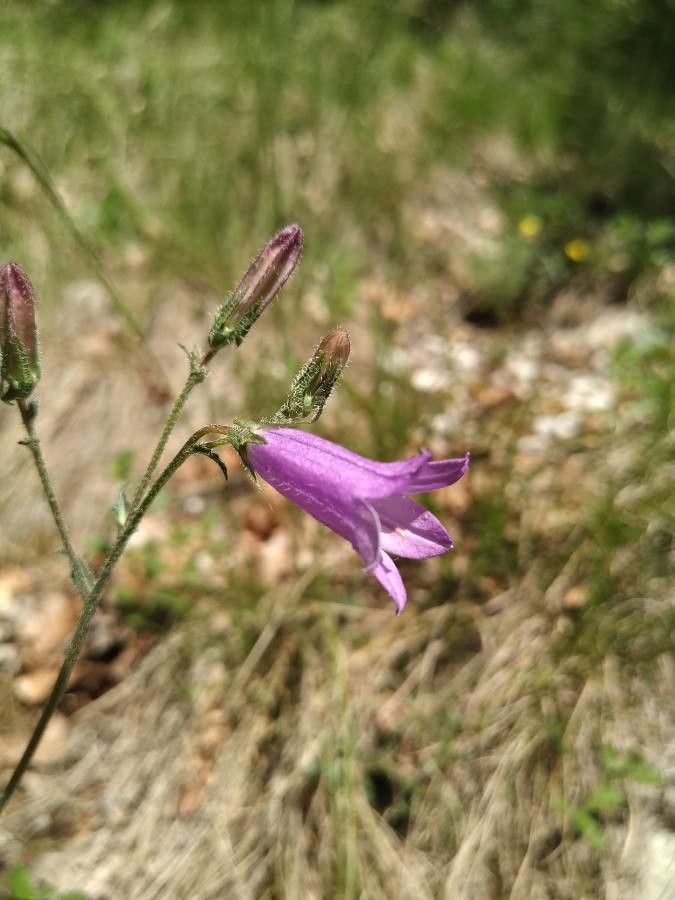 Campanula sibirica flower