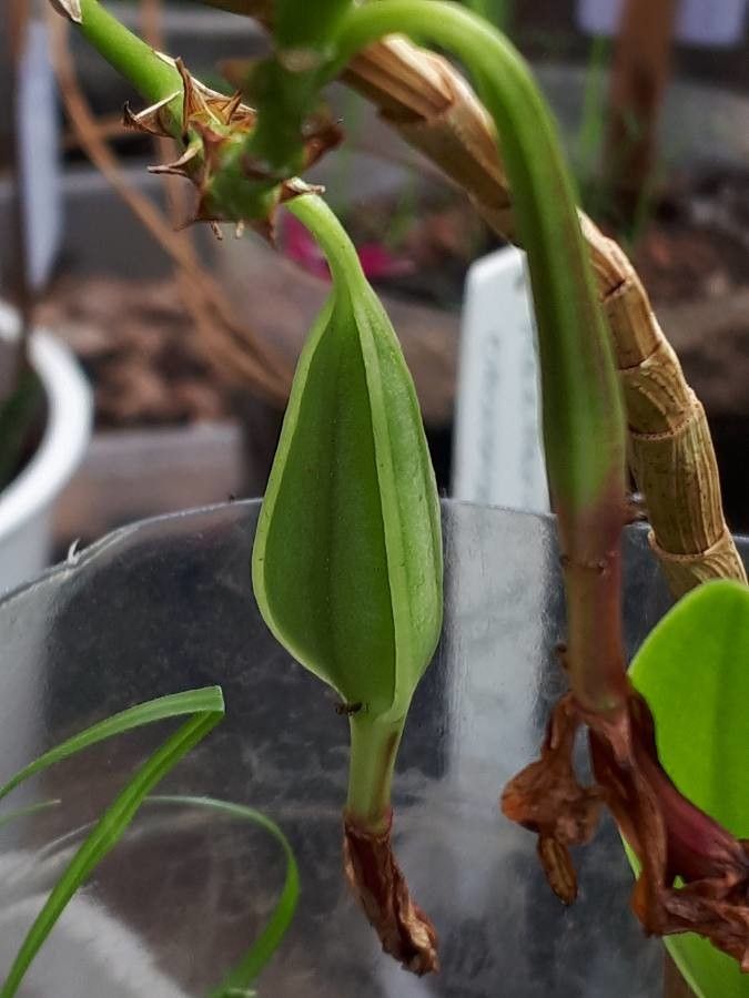 Epidendrum fulgens fruit