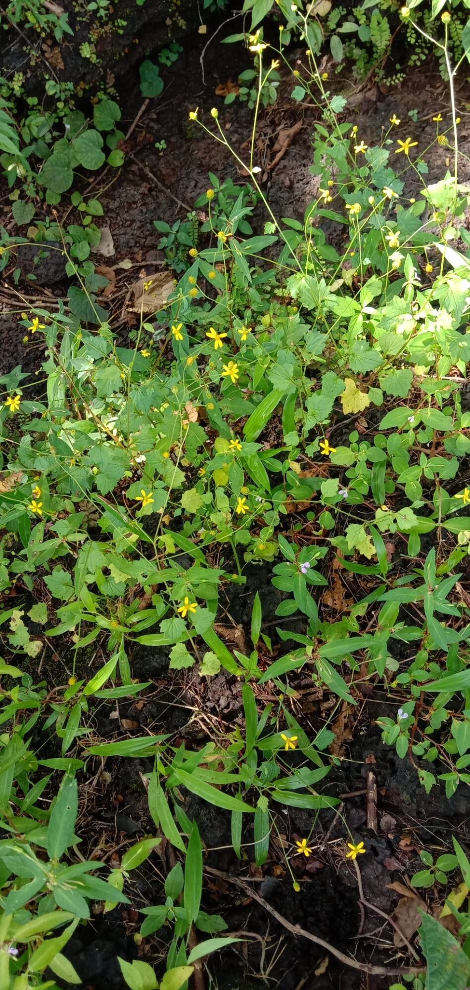 Senecio bombayensis habit