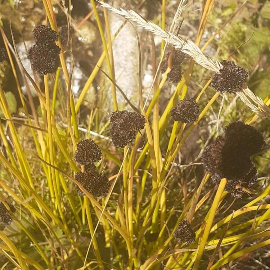 Juncus thomasii fruit