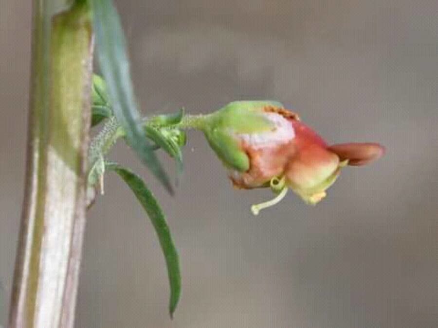Scrophularia californica flower