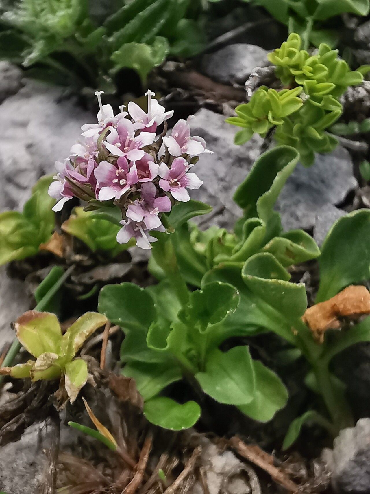 Valeriana supina flower
