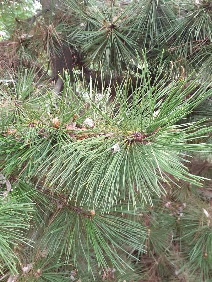 Pinus leucodermis — houseplant care guide