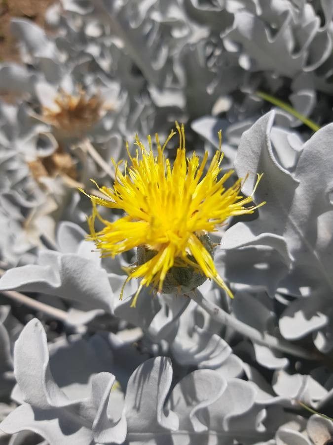 Centaurea ragusina flower