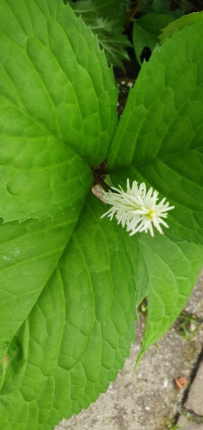 Chloranthus serratus leaf
