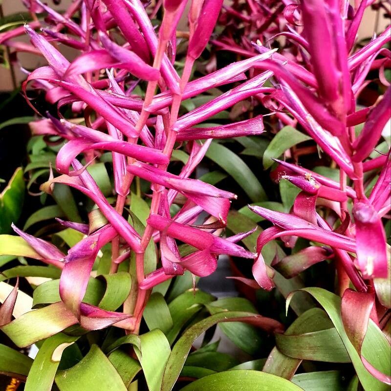 Tillandsia leiboldiana flower