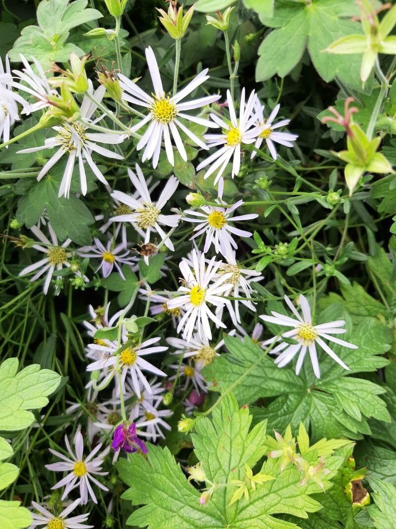 Aster trinervius — houseplant care guide