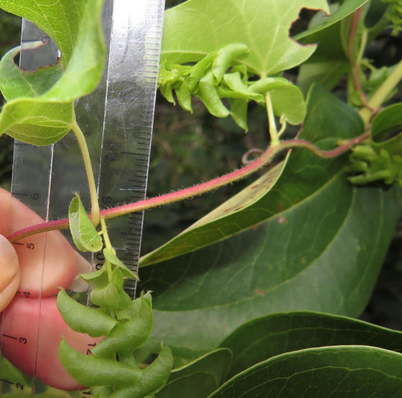 Cissampelos mucronata fruit
