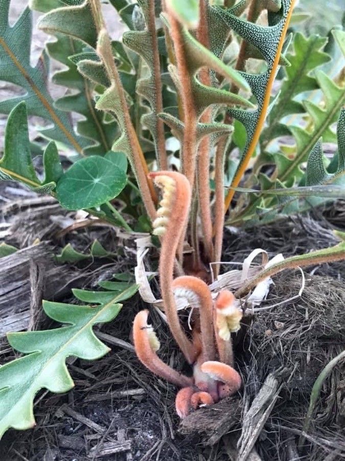 Banksia blechnifolia leaf