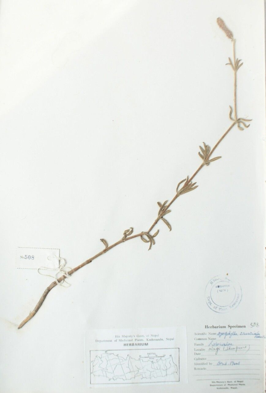 Pogostemon cruciatus — related species from the same genus