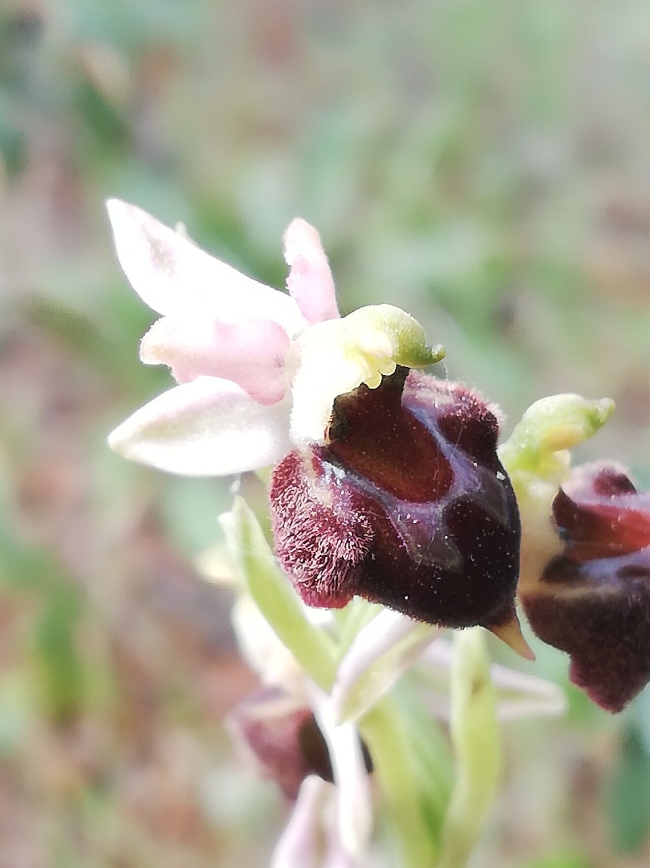 Ophrys morisii flower