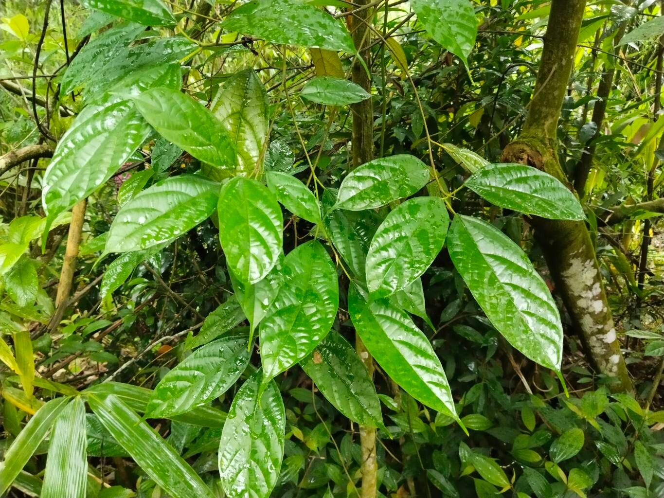 Ficus subincisa leaf