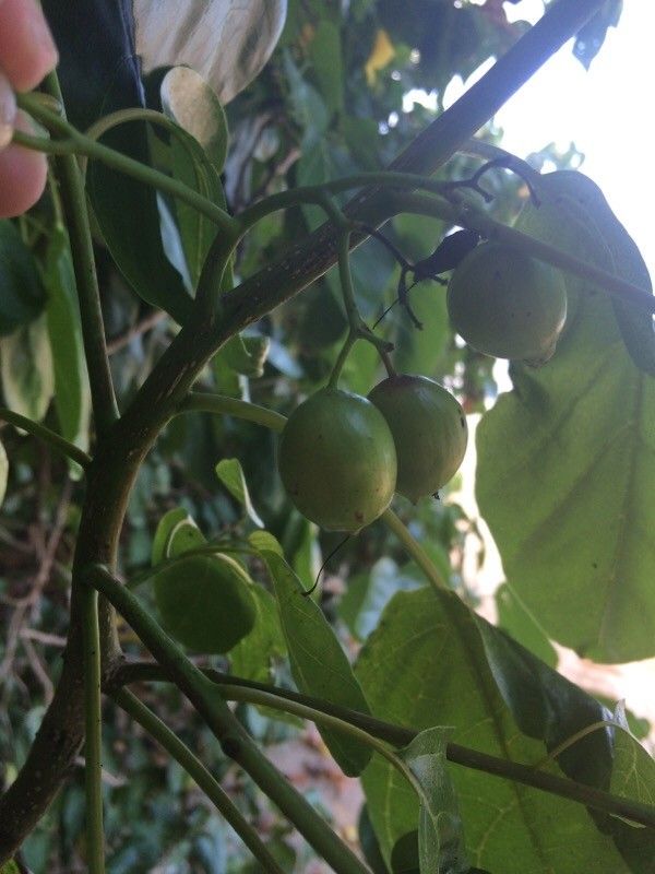 Cordia subcordata fruit