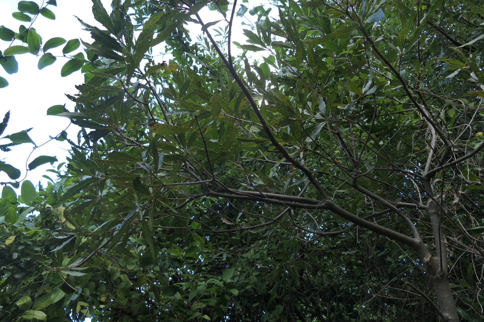 Brabejum stellatifolium leaf