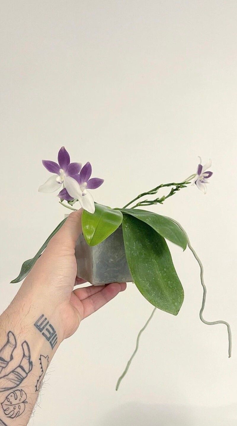 Phalaenopsis tetraspis habit